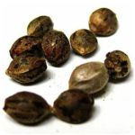 Семена марихуаны АК-47  (Seeds AK-47) в Канаше